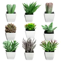 PLANTA ARTIFICIAL EN MATERA (CJX24)
